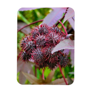 Ricinus communis magneet