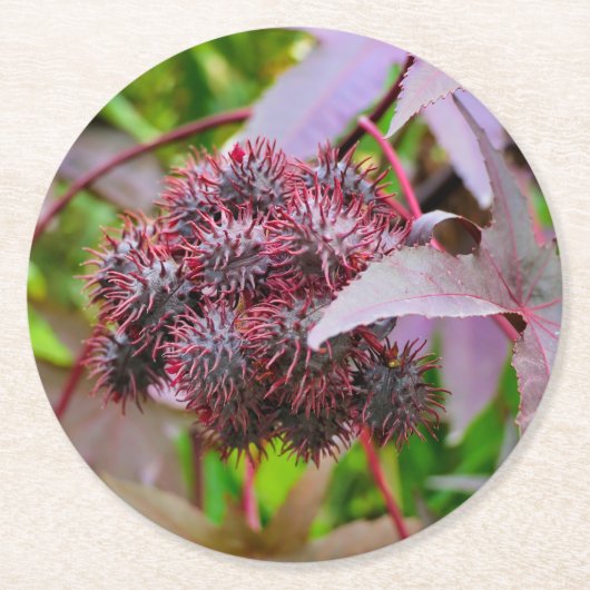 Ricinus communis ronde kartonnen onderzetter (Voorkant)