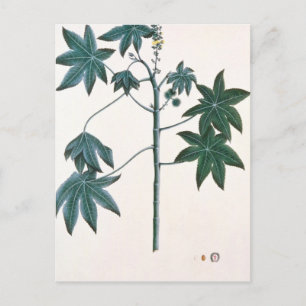 Ricinusolie plant, c.1801-4 briefkaart