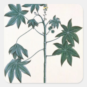 Ricinusolie plant, c.1801-4 vierkante sticker
