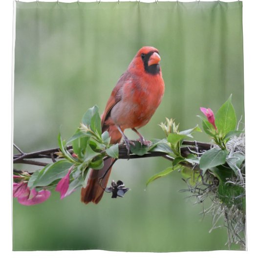 rideau de douche cardinal (Devant)