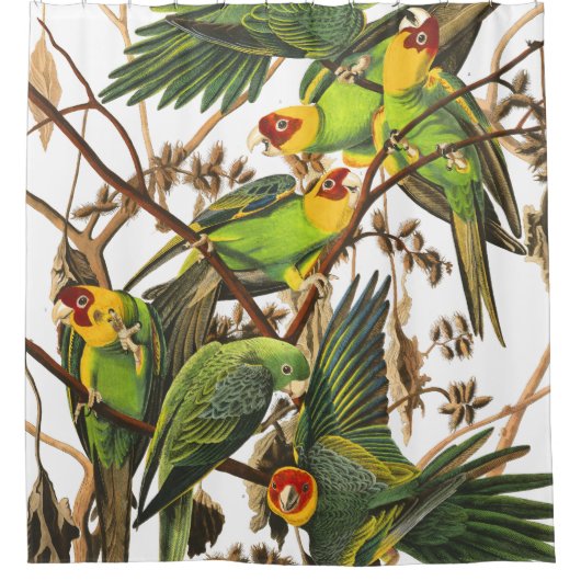 Rideau en douche d'Audubon de faune d'oiseaux de (Devant)