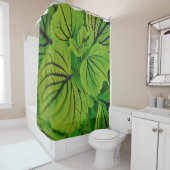 Rideau en douche de fougère de coleus (En situation)