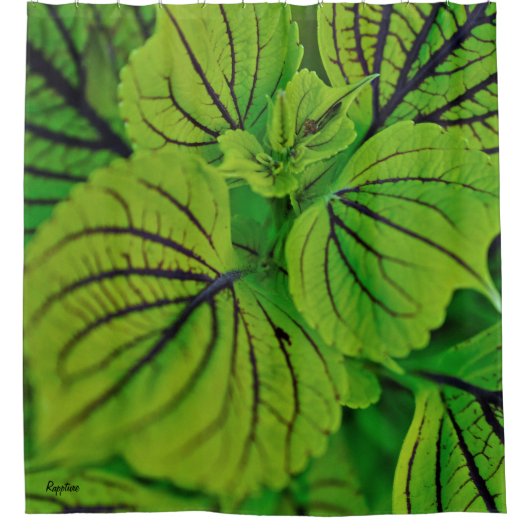 Rideau en douche de fougère de coleus (Devant)