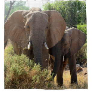 Rideau en douche d'éléphants africains