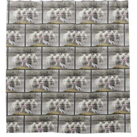 Rideaux De Douche Agneau de bébé de Sheep Flock (Devant)