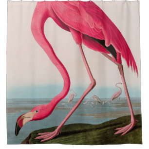 Rideaux De Douche American Flamant rose Birds of America Audubon Imp