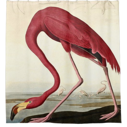 Rideaux De Douche Audubon American Flamme John James Audubon (Devant)