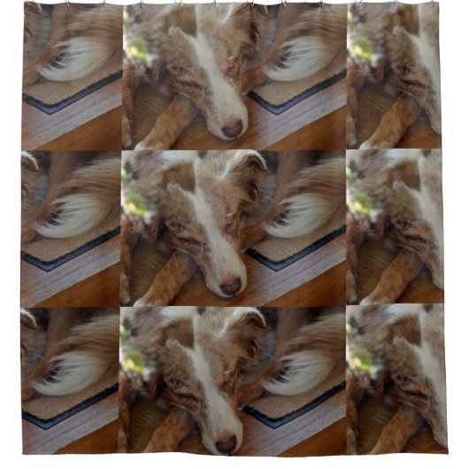 Rideaux De Douche australian shepherd red merle sleeping (Devant)