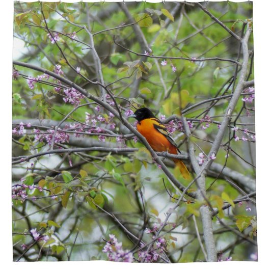 Rideaux De Douche Baltimore Oriole (Devant)