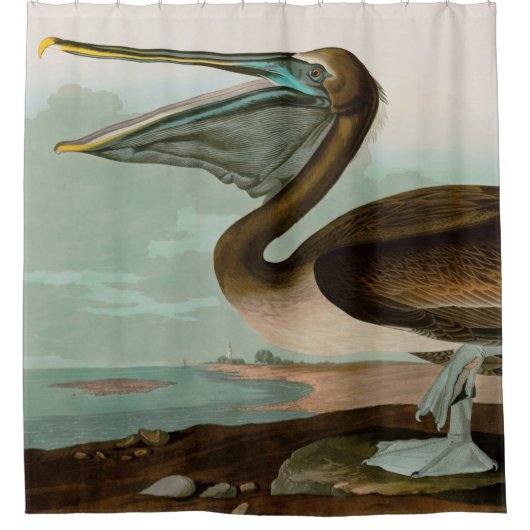Rideaux De Douche Brown Pelican Birds of America Audubon Imprimer (Devant)