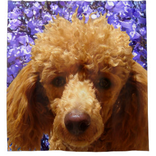 Rideaux De Douche Caniche mignon