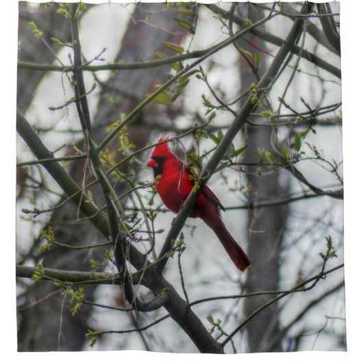 Rideaux De Douche Cardinal (Devant)