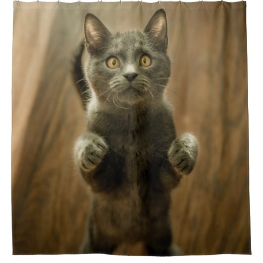 RIDEAUX DE DOUCHE CHAT GRIS EN DEUX PIEDS (Devant)
