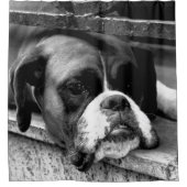 Rideaux De Douche Chien de boxe sur le rebord de fenêtre sccna (Devant)