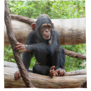 Rideaux De Douche Chimpanzee 001