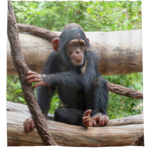 Rideaux De Douche Chimpanzee 001 (Devant)