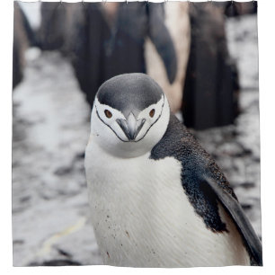 RIDEAUX DE DOUCHE CHINSTRAP PENGUIN