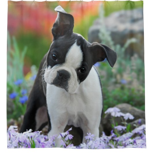 Rideaux De Douche Chiot mignon de chien de Boston Terrier, baquet (Devant)
