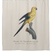 Rideaux De Douche Conure soleil ou Aratinga solstitialis (Devant)