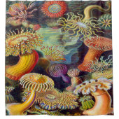 Rideaux De Douche Copie d'art d'Ernst Haeckel : Actiniae (Devant)