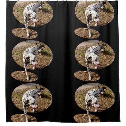 Rideaux De Douche Dalmatien Sortant Du Cadre De Fenêtre, (Devant)