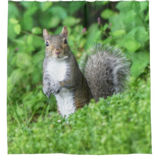 Rideaux De Douche Écureuil (Devant)