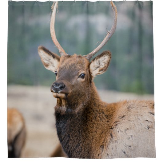 RIDEAUX DE DOUCHE ELK IN ROCKY MOUNTAIN NATIONAL PARK - ELK HERDS GR (Devant)