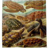 Rideaux De Douche Ernst Haeckel Art Imprimer : Chelonia (Devant)
