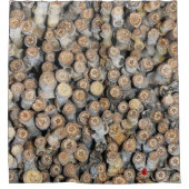 Rideaux De Douche Etoiles le long du Rio Grande Cotton Bois Talki (Devant)