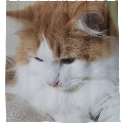 Rideaux De Douche (Feline Fancy) Contemplation Kitty : Photo Cat (Devant)