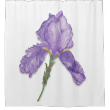 Fleur pourpre, iris barbu simple