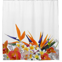 Fleurs Joie-Tropicales de floraison