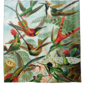 Rideaux De Douche Hummingbirds par Ernst Haeckel (Devant)