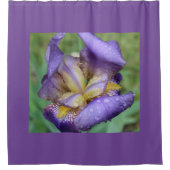 Rideaux De Douche Iris Violet (Iris Germanica) (Devant)