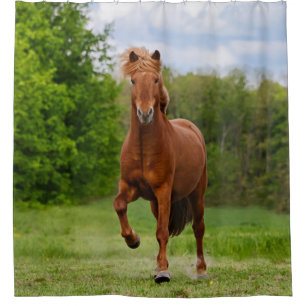Rideaux De Douche Islandais Pony Tölt Amoureux de chevaux photo amus