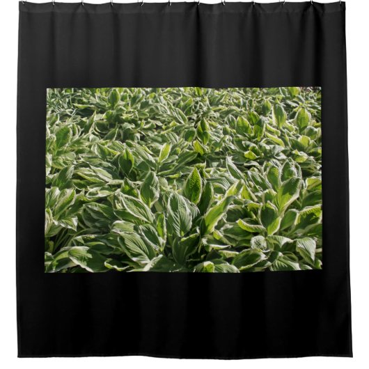 Rideaux De Douche Jardin Vert Blanc Hosta Plantes Photo Feuille Noir (Devant)
