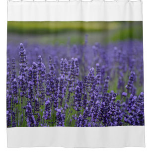 Rideaux De Douche Jolies fleurs de lavendar violet
