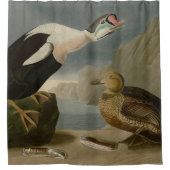 Rideaux De Douche King Duck (roi Eider) Audubon's Birds of America (Devant)