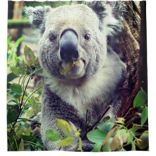 Rideaux De Douche Koala Bear (Devant)