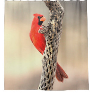 Rideaux De Douche Le cardinal de Cholla