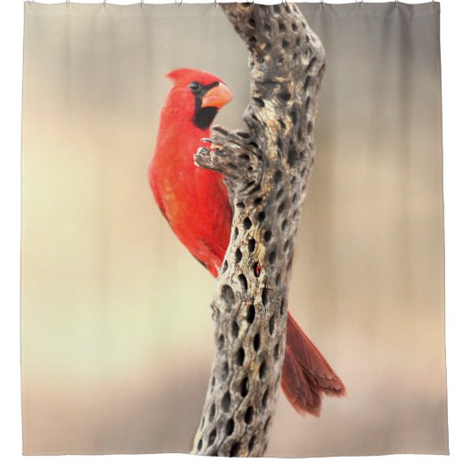 Rideaux De Douche Le cardinal de Cholla (Devant)