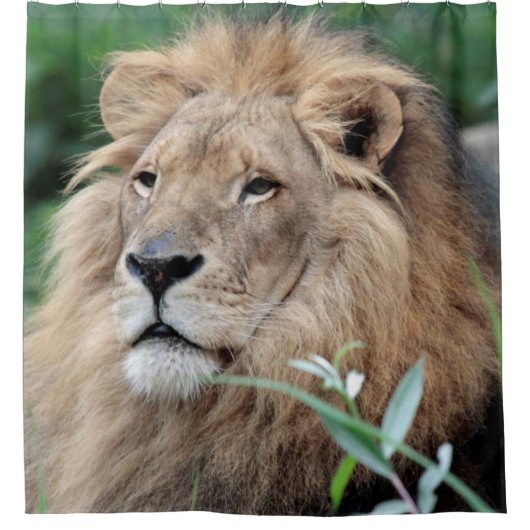 Rideaux De Douche Lion 021 (Devant)