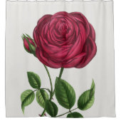 Rideaux De Douche Lithographie de rose antique, François-Frédéric Gr (Devant)