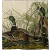 Rideaux De Douche Mallard Duck du spectacle Oiseaux d'Amérique d'Aud (Devant)