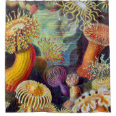 Rideaux De Douche Marine d'actinies d'Ernst Haeckel : Actiniae (Devant)
