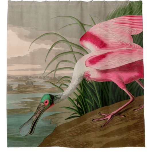 Rideaux De Douche Oiseaux d'Amérique de spatule de rose Audubon Impr (Devant)