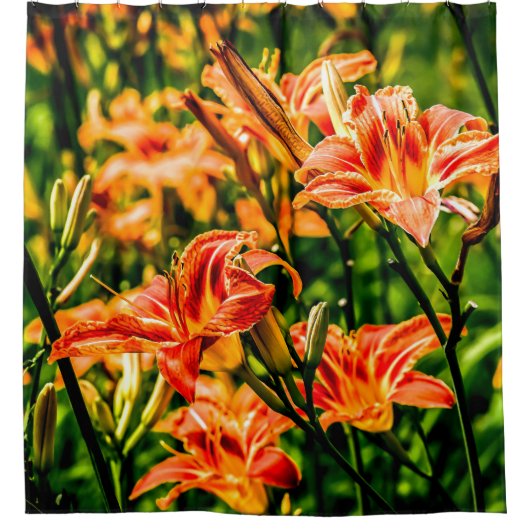 Rideaux De Douche Orange Daylilies Fleurs (Devant)