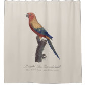 Rideaux De Douche Perruche soleil mâle, Aratinga solstitialis (Devant)