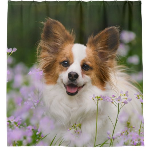 Rideaux De Douche Portrait mignon de chien de Papillon, baquet (Devant)